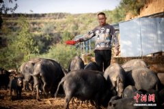 山西襄垣“95后”“猪倌”的乡土扎根记